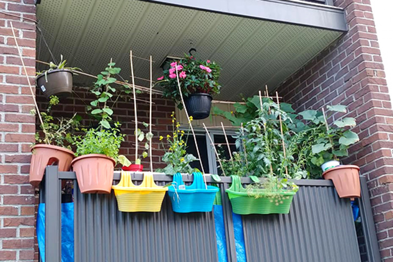 Jardins communautaires de balcon 2021