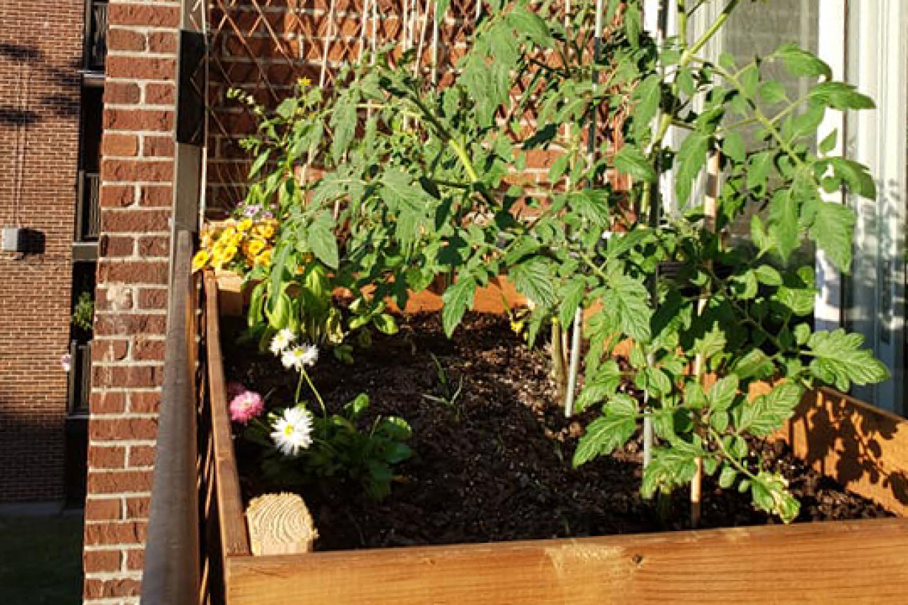 Jardins communautaires de balcon 2021